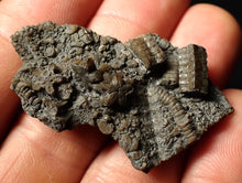 Load image into Gallery viewer, Detailed 3D crinoid head fossil (48 mm)