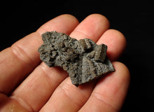 Load image into Gallery viewer, Detailed 3D crinoid head fossil (48 mm)