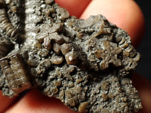 Load image into Gallery viewer, Detailed 3D crinoid head fossil (48 mm)