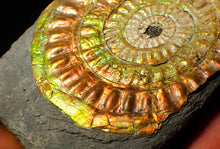 Load image into Gallery viewer, Large 82 mm rainbow iridescent Caloceras display ammonite fossil