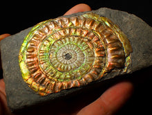 Load image into Gallery viewer, Large 82 mm rainbow iridescent Caloceras display ammonite fossil