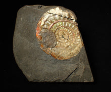 Load image into Gallery viewer, 72 mm iridescent Caloceras display ammonite fossil with encrusting bivalve