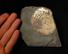 Load image into Gallery viewer, 72 mm iridescent Caloceras display ammonite fossil with encrusting bivalve