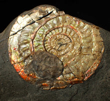 Load image into Gallery viewer, 72 mm iridescent Caloceras display ammonite fossil with encrusting bivalve