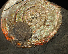 Load image into Gallery viewer, 72 mm iridescent Caloceras display ammonite fossil with encrusting bivalve