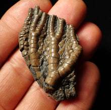 Load image into Gallery viewer, Detailed 3D crinoid head fossil (51 mm)