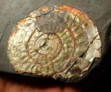 Load image into Gallery viewer, 72 mm iridescent Caloceras display ammonite fossil with encrusting bivalve