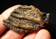 Load image into Gallery viewer, Detailed 3D crinoid head fossil (51 mm)
