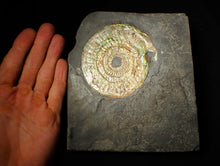 Load image into Gallery viewer, Large 85 mm pearlescent/iridescent Caloceras display ammonite fossil