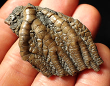 Load image into Gallery viewer, Detailed 3D crinoid head fossil (51 mm)