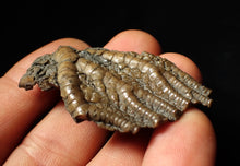 Load image into Gallery viewer, Detailed 3D crinoid head fossil (51 mm)