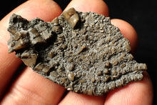 Load image into Gallery viewer, Detailed 3D crinoid head fossil (51 mm)