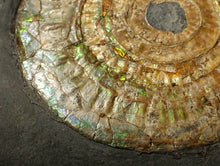 Load image into Gallery viewer, Large 85 mm pearlescent/iridescent Caloceras display ammonite fossil