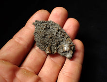 Load image into Gallery viewer, Detailed 3D crinoid head fossil (51 mm)