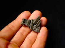 Load image into Gallery viewer, Detailed 3D crinoid multi-stem fossil (35 mm)
