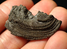 Load image into Gallery viewer, Detailed crinoid head fossil (35 mm) Pentacrinites