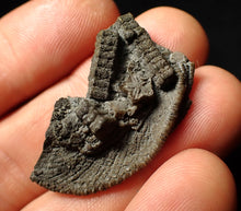 Load image into Gallery viewer, Detailed crinoid head fossil (35 mm) Pentacrinites