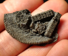 Load image into Gallery viewer, Detailed crinoid head fossil (35 mm) Pentacrinites