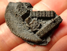 Load image into Gallery viewer, Detailed crinoid head fossil (35 mm) Pentacrinites