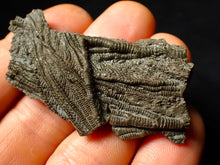 Load image into Gallery viewer, Detailed crinoid fossil head (60 mm)