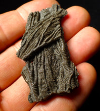 Load image into Gallery viewer, Detailed crinoid fossil head (60 mm)