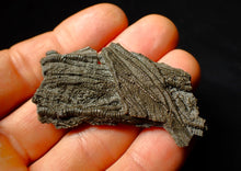 Load image into Gallery viewer, Detailed crinoid fossil head (60 mm)