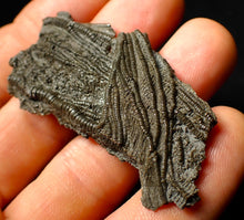 Load image into Gallery viewer, Detailed crinoid fossil head (60 mm)