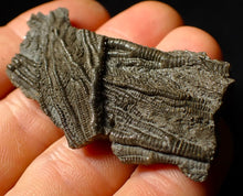 Load image into Gallery viewer, Detailed crinoid fossil head (60 mm)