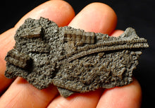 Load image into Gallery viewer, Detailed crinoid fossil head (60 mm)