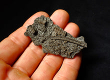 Load image into Gallery viewer, Detailed crinoid fossil head (60 mm)