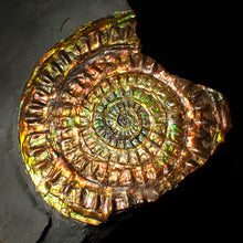 Load image into Gallery viewer, Stunning 72 mm rainbow iridescent Caloceras display ammonite fossil