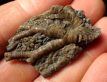 Load image into Gallery viewer, Detailed crinoid head fossil (45 mm) Pentacrinites