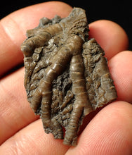 Load image into Gallery viewer, Detailed crinoid head fossil (45 mm) Pentacrinites