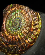 Load image into Gallery viewer, Stunning 72 mm rainbow iridescent Caloceras display ammonite fossil