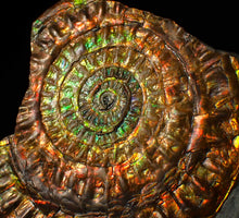 Load image into Gallery viewer, Stunning 72 mm rainbow iridescent Caloceras display ammonite fossil