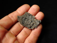 Load image into Gallery viewer, Detailed crinoid head fossil (45 mm) Pentacrinites