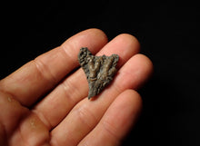 Load image into Gallery viewer, Small detailed 3D crinoid head fossil (32 mm)
