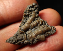 Load image into Gallery viewer, Small detailed 3D crinoid head fossil (32 mm)