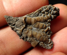Load image into Gallery viewer, Small detailed 3D crinoid head fossil (32 mm)