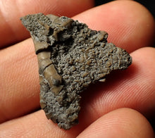 Load image into Gallery viewer, Small detailed 3D crinoid head fossil (32 mm)