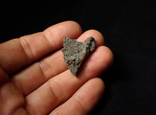 Load image into Gallery viewer, Small detailed 3D crinoid head fossil (32 mm)