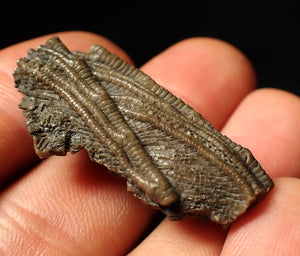 Detailed 3D crinoid head fossil (38 mm)