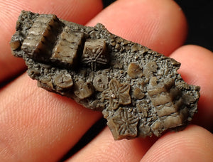 Detailed 3D crinoid head fossil (38 mm)