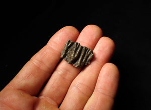 Small detailed 3D crinoid head fossil (25 mm)