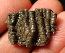 Load image into Gallery viewer, Small detailed 3D crinoid head fossil (25 mm)
