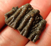 Load image into Gallery viewer, Small detailed 3D crinoid head fossil (25 mm)