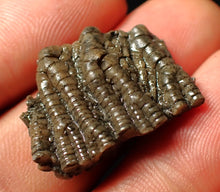 Load image into Gallery viewer, Small detailed 3D crinoid head fossil (25 mm)