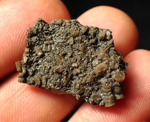 Load image into Gallery viewer, Small detailed 3D crinoid head fossil (25 mm)