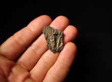 Load image into Gallery viewer, Small detailed 3D crinoid head fossil (32 mm)