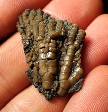 Load image into Gallery viewer, Small detailed 3D crinoid head fossil (32 mm)